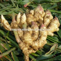 Anqiu jengibre / Anqiu fresh Ginger / Anqiu Ginger Precio